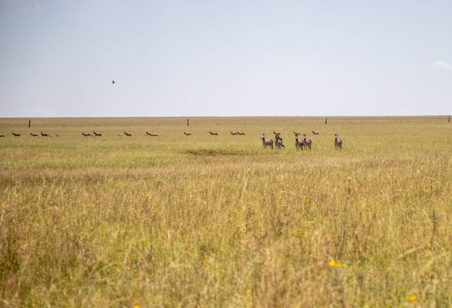 23 Bedroom Property for Sale in Heilbron Free State